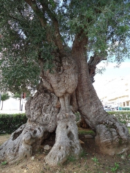 Старейшие деревья мира!
