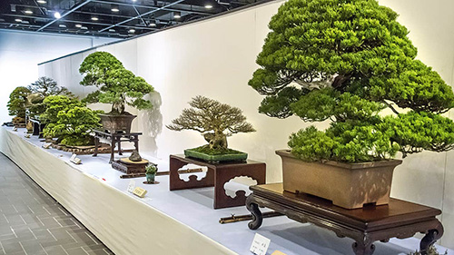 Бонсай «выращенное в подносе» - искусство выращивания точной копии настоящего дерева в миниатюре.