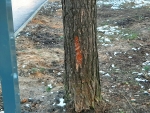 Активисты ЭКО-проекта «Кедры у Дома» обнаружили десятки поврежденных деревьев в лесопарке г. Красногорска.