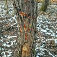 Активисты ЭКО-проекта «Кедры у Дома» обнаружили десятки поврежденных деревьев в лесопарке г. Красногорска.