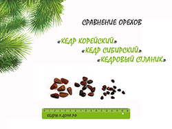 Сравнение орехов Кореского кедра, Сибирского кедра и Кедрового стланика.