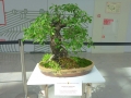Бонсай «выращенное в подносе» - искусство выращивания точной копии настоящего дерева в миниатюре.